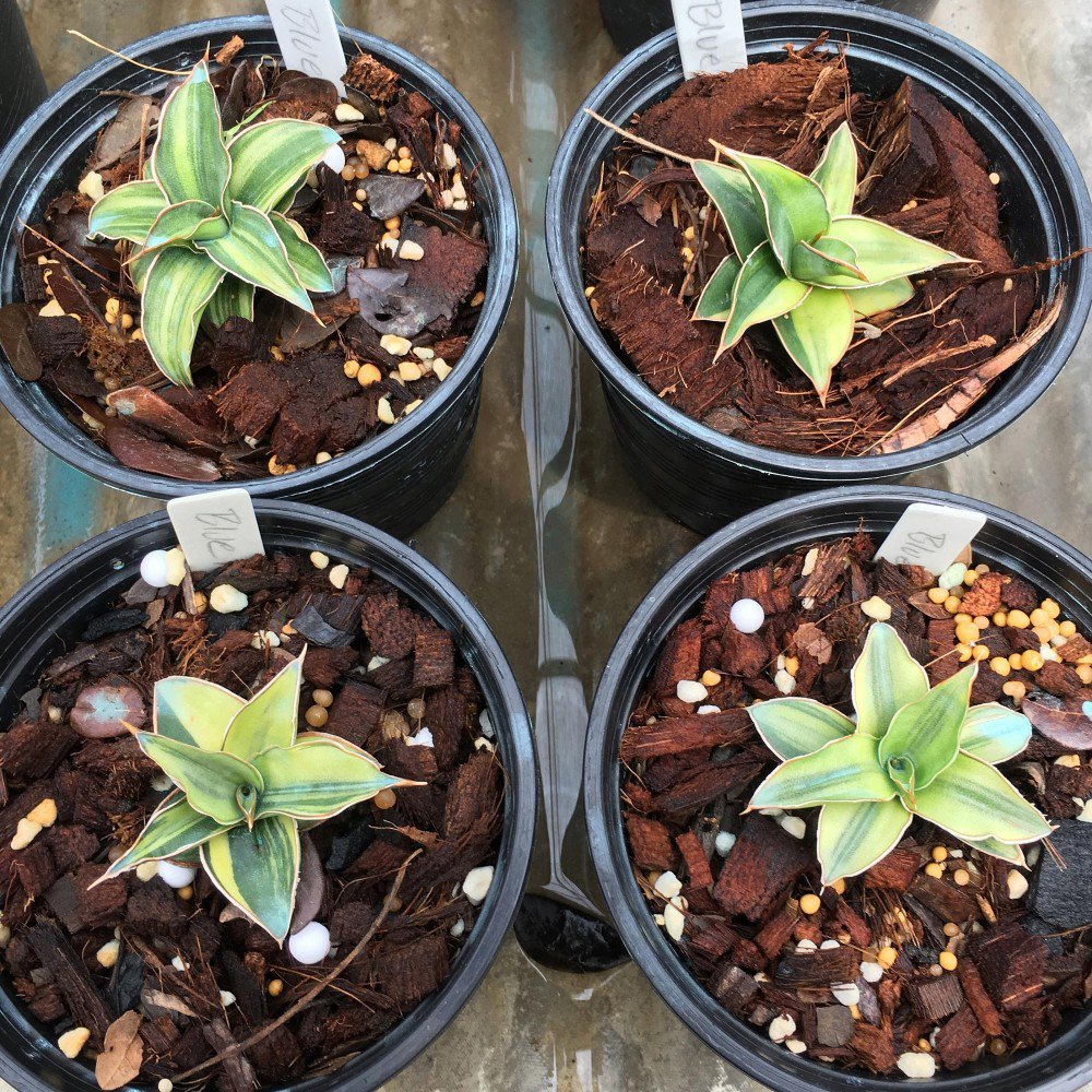 Variegated Sansevieria store Kismayo