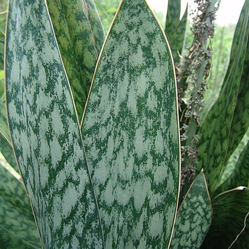 Variegated Sansevieria Patens Ed Eby (#F144) | Rare hotsell Finds | Indoor House plants